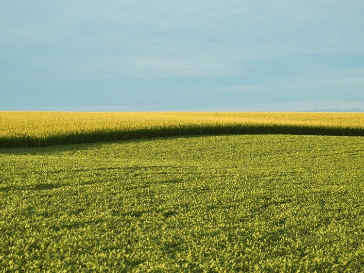 Nowe GMO (NGT) Zapewnić produkcję wolną od GMO i zasadę przezorności!